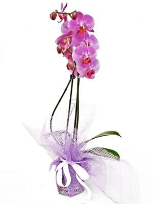 saksı bitkisi 1 dal orkide online çiçekçi  